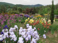 /album/galerie-de-photos-floraisons/jardin-de-la-tour-05-comp-jpg1/